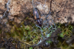 Cymindis