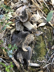 Entoloma ferruginans