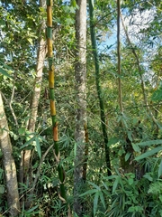 Bambusa vulgaris