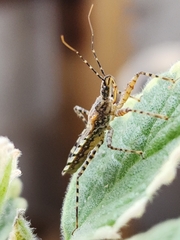 Cosmoclopius nigroannulatus