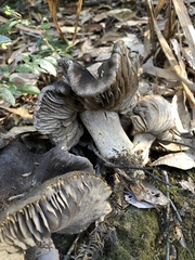Entoloma ferruginans