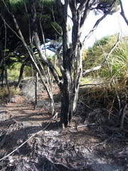 Capnodium walteri