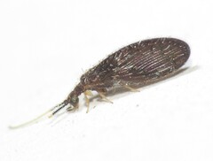 Sisyridae