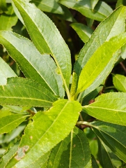 Baccharis latifolia