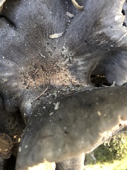 Entoloma ferruginans