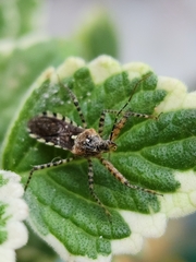 Cosmoclopius nigroannulatus