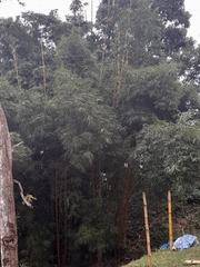 Bambusa vulgaris