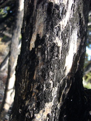 Capnodium walteri