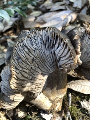 Entoloma ferruginans