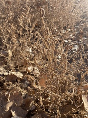 Bassia scoparia