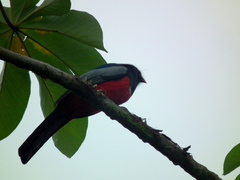 Trogon melanurus macroura