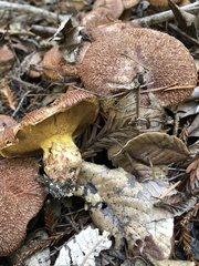 Suillus lakei