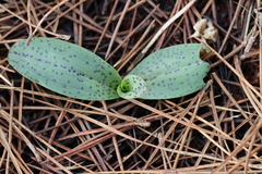 Neotinea maculata