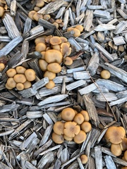 Agrocybe pediades
