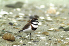 Charadrius bicinctus