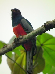 Trogon melanurus macroura