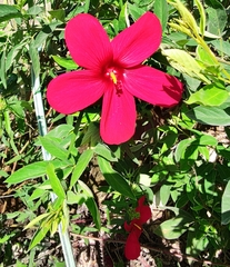 Hibisceae