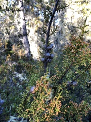 Cupressus pygmaea