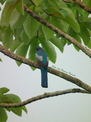 Trogon melanurus macroura