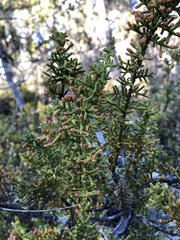 Cupressus pygmaea