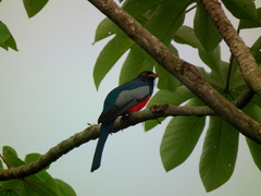 Trogon melanurus macroura