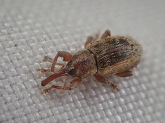 Curculioninae