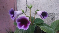Gesnerieae