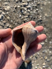 Sinistrofulgur pulleyi