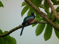 Trogon melanurus macroura
