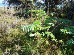Melianthus major