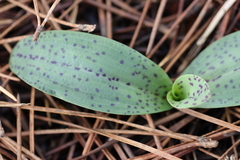 Neotinea maculata