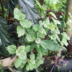 Fittonia albivenis