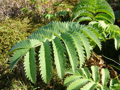 Melianthus major