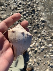 Sinistrofulgur pulleyi