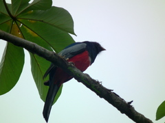 Trogon melanurus macroura