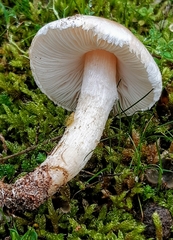 Lepiota erminea