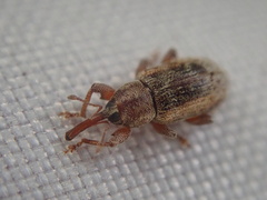 Curculioninae