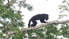 Alouatta belzebul