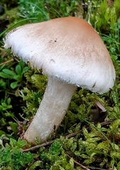 Lepiota erminea