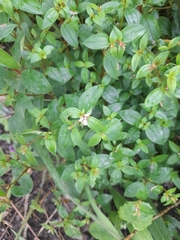 Arthrostemma ciliatum