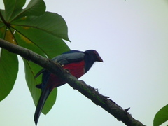 Trogon melanurus macroura