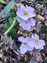 Thunbergia grandiflora