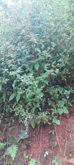 Muehlenbeckia tamnifolia