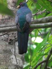 Trogon melanurus macroura
