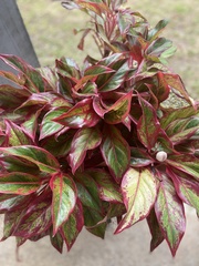 Aglaonema commutatum