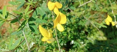 Crotalaria juncea