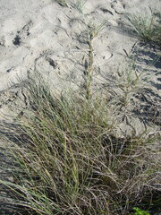 Spinifex sericeus
