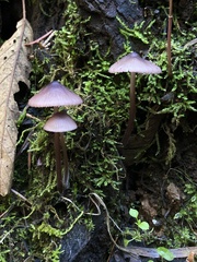 Mycena purpureofusca