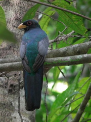 Trogon melanurus macroura