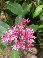 Fuchsia arborescens
